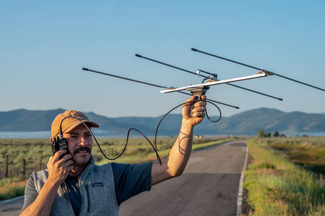 Axel Hunnicutt, chief wolf biologist and gray wolf coordinator for the California Department of Fish and Wildlife, listens to a VHF telemetry receiver in June in Sierra Valley to determine whether it is picking up signals from collared wolves. The receiver detects radio signals emitted by collars placed on wolves. 