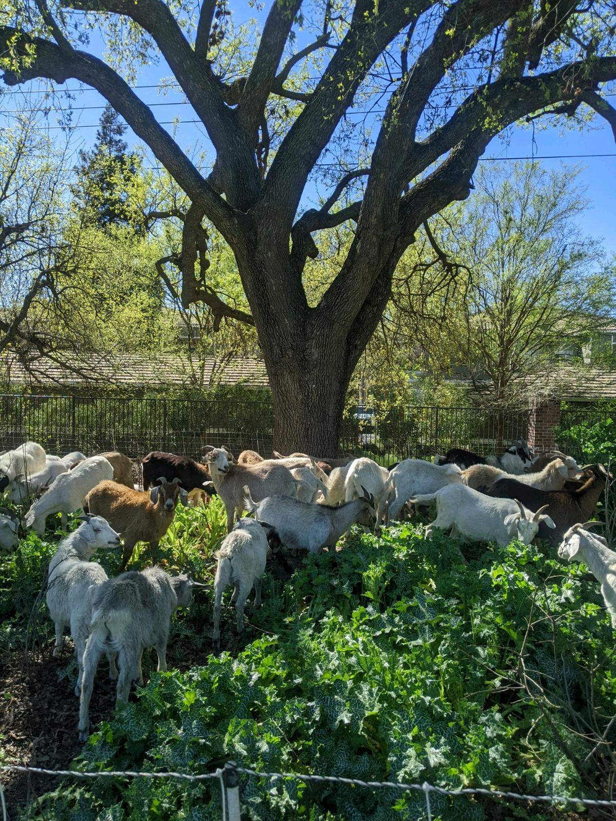 A herd of goats owned by Tim Arrowsmith. These goats are used to clear brush and reduce wildfire risk.