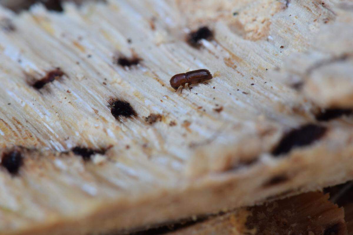 A female Mediterranean oak borer, about a tenth of an inch long, perches on split wood.