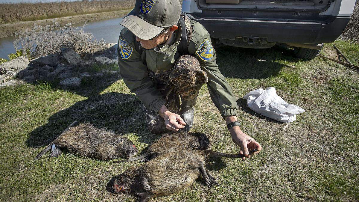 California Department of Fish and Wildlife biologist Greg Gerstenberg examines three nutria caught near Gustine in 2018. California is attempting to eradicate the large, invasive, semi-aquatic rodent.
