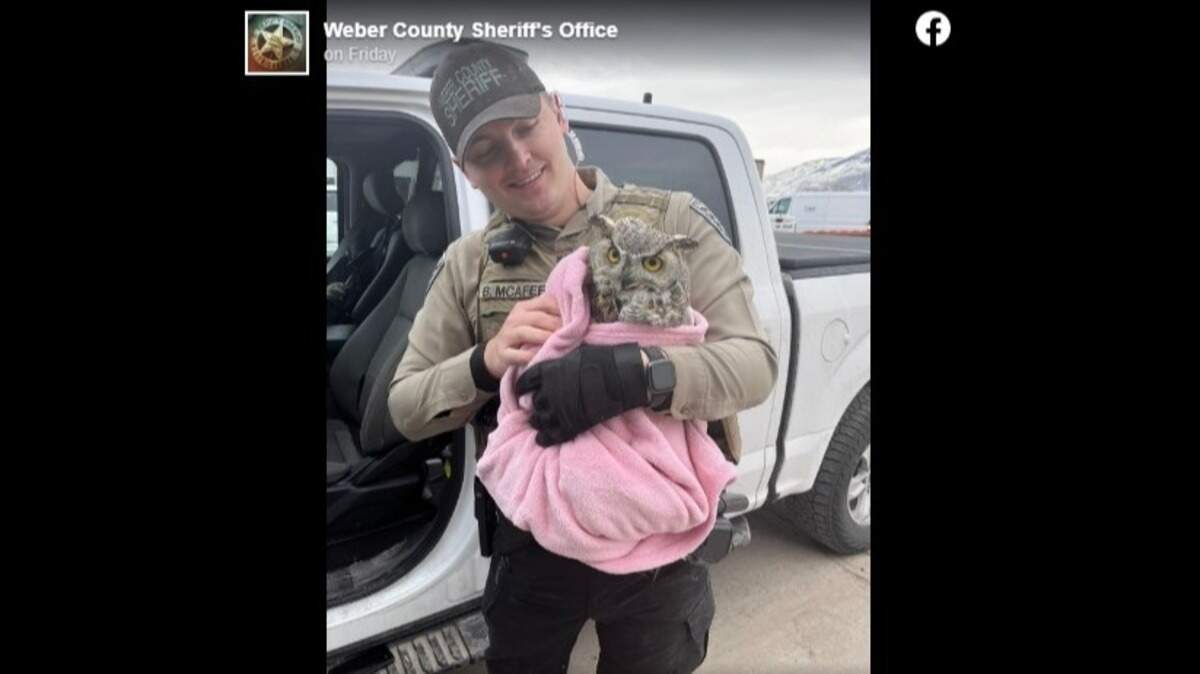 A deputy noticed an owl stuck in the thorns of a tree and sprung into action, Utah officials said.