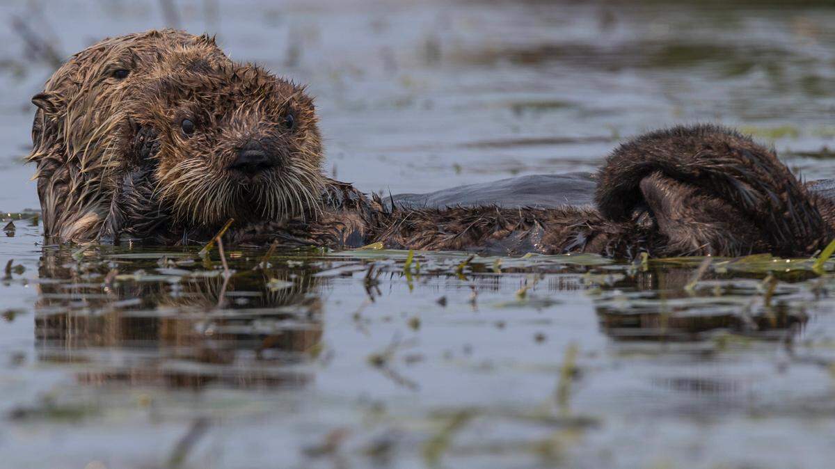 Toxoplasma gondii, a rare and lethal parasite, killed four sea otters in California. Humans and marine wildlife could be at risk, UC Davis and the state Department of Fish and Wildlife says.