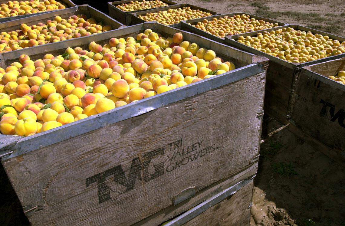 Peaches ready to be transported to Tri-Valley Growers processing facilities in July 2000. Tri-Valley Growers filed for bankruptcy the same year.