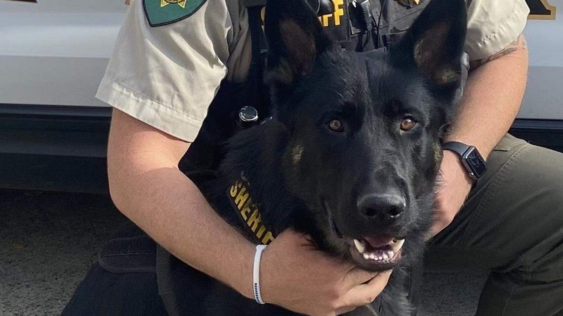 El Dorado County Sheriff’s Office K-9 Officer Apollo died Thursday after an unexpected medical emergency.