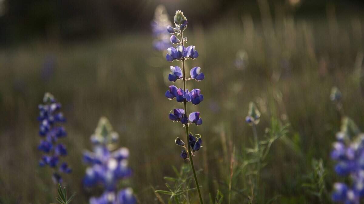 Signs of spring emerge as purple lupines bloom at Rattlesnake Bar in the Folsom Lake State Recreation Area on April 6, 2016.
