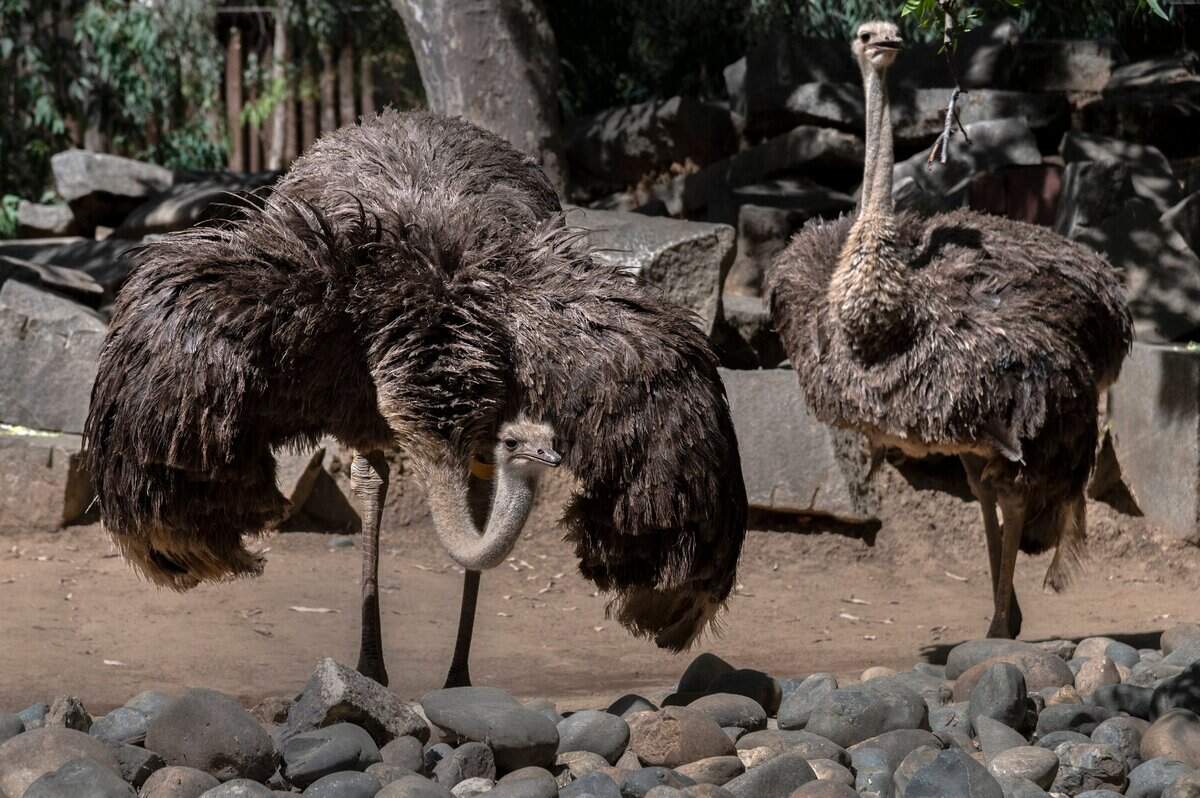 A pair of ostriches that were added to the Sacramento Zoo during the coronavirus shutdown explore their new exhibit on Thursday. “Their names are Clove and Cinnamon but I’m not sure which is which,” said Lesley Kirrene, the zoo’s marketing director.