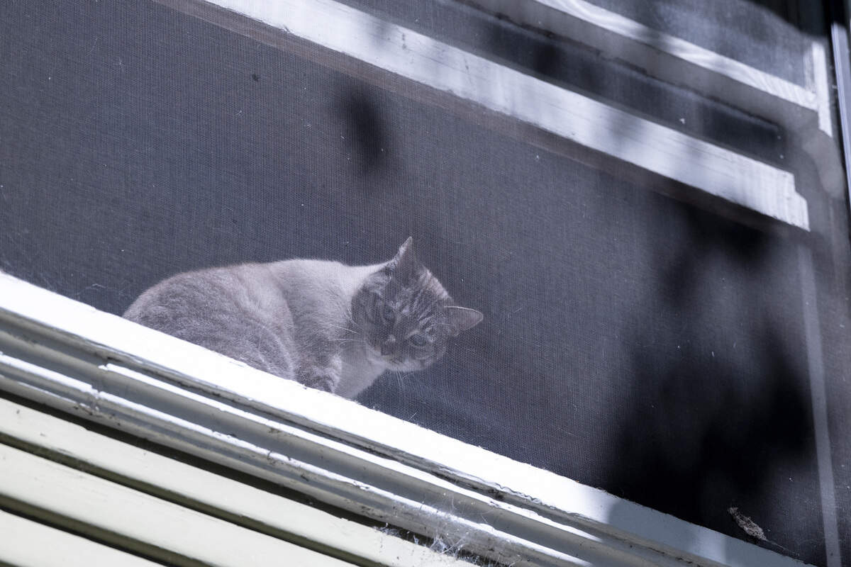 Torrey the cat looks down from the window of a house on 19th Street during the NorCal Resist Cat Tour in Sacramento on Sunday, June 7, 2026.