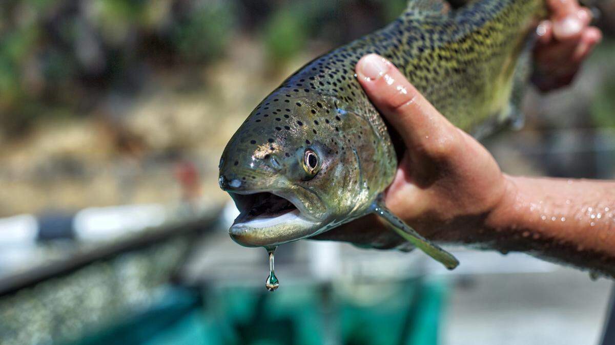Endangered winter-run Chinook salmon are one of California’s most imperiled species.