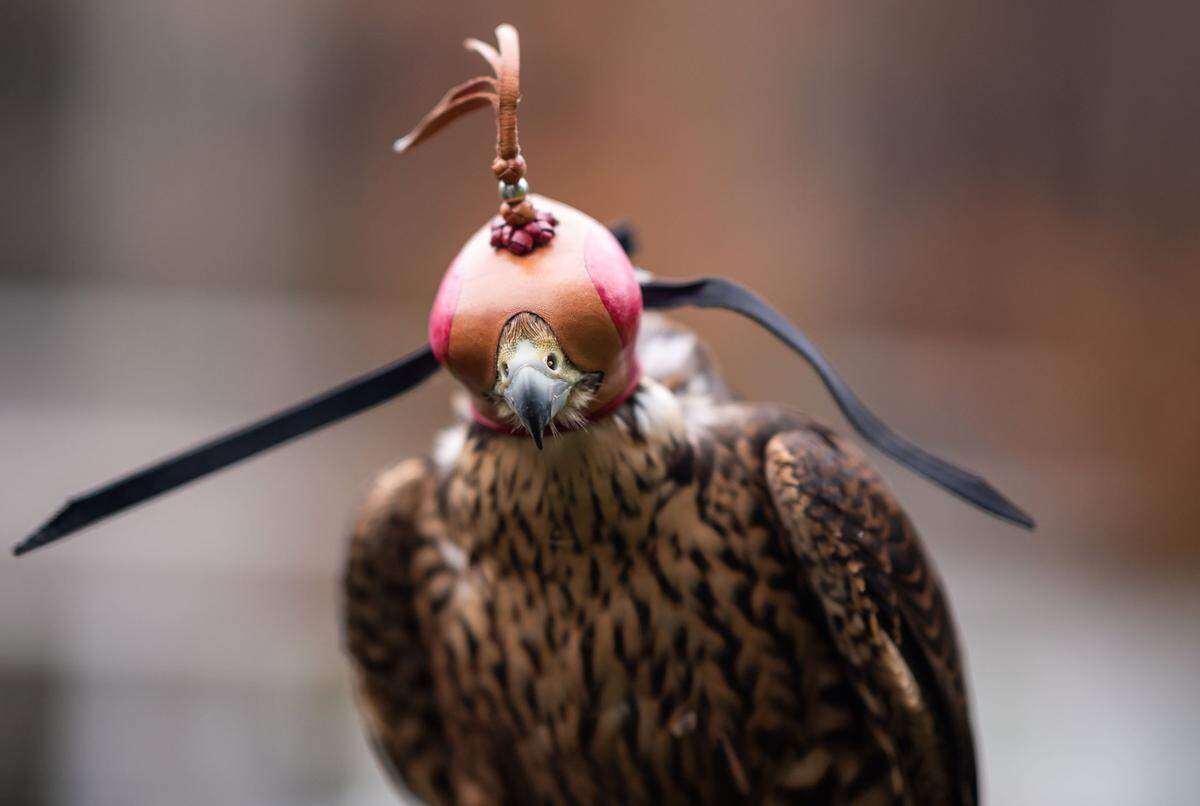 Karl Kerster’s California peregrine falcon, Hans, is fitted with a falconry hood, regularly used by falconers to keep birds calm. Kerster said Hans is one of his eight falcons.