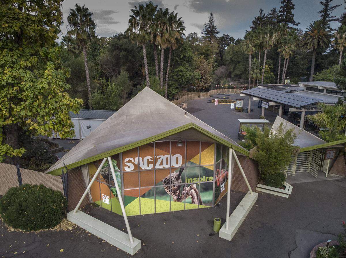 The Sacramento Zoo has been a fixture of William Land Park since 1927. Its three entryway concession buildings, shown in a Oct. 2, 2018, drone image, were built in 1961 and feature distinctive hyperbolic paraboloid roofs designed by local architecture firm Rickey and Brooks. They are examples of “important, rare and intact Mid-Century Modernism in Sacramento” according to city consultants.