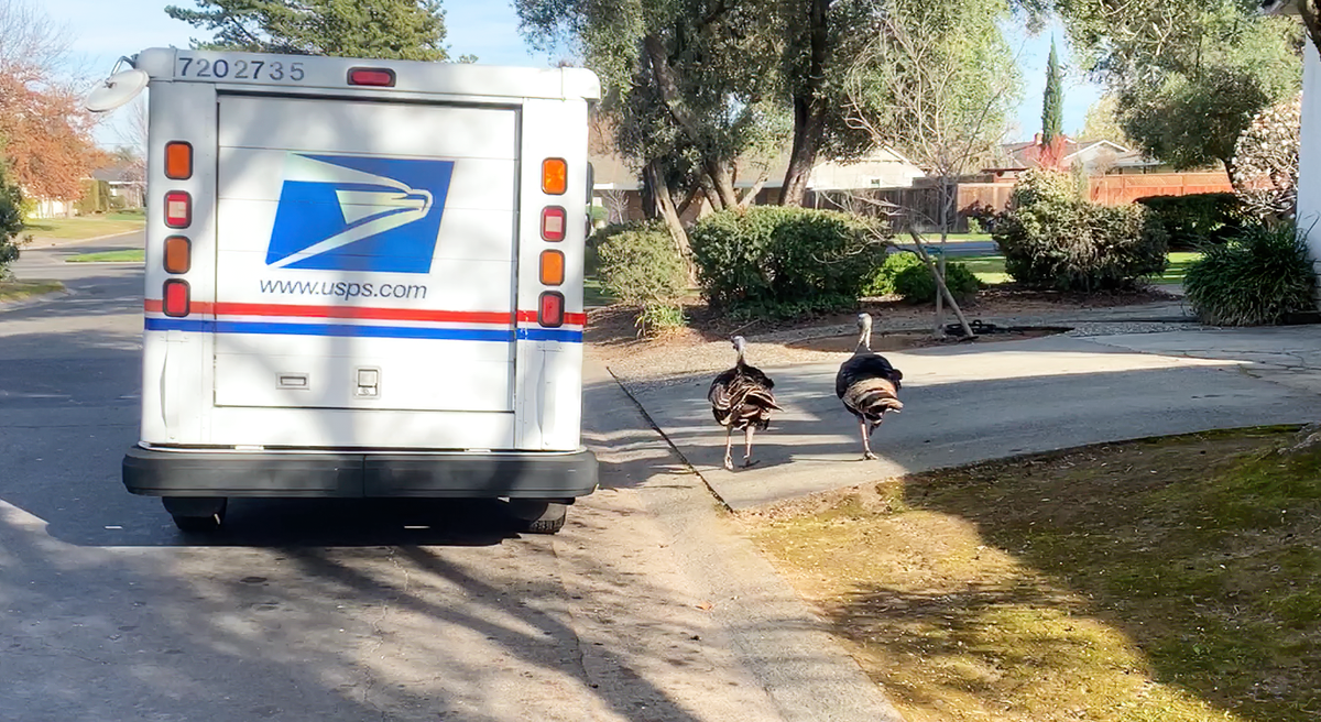A pair of turkeys give chase to a postal vehicle driving a residential street in Arden Arcade in an image from a video taken in March.