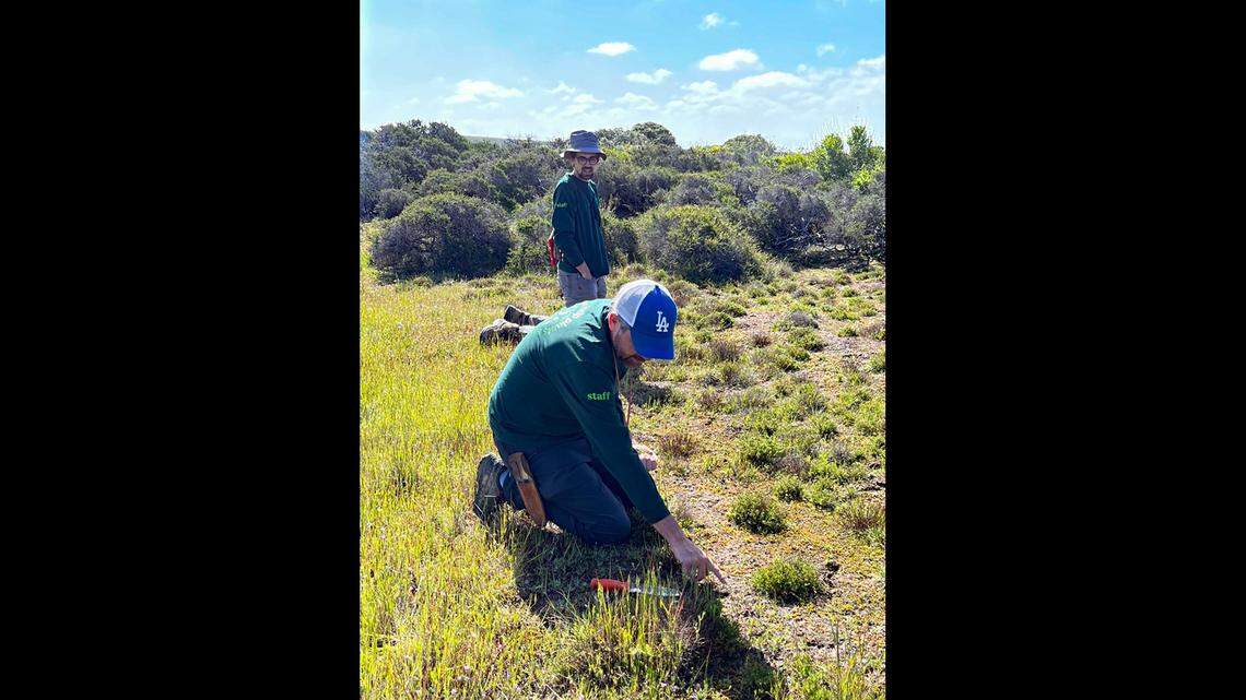 Matt Guilliams while on the hunt for Santa Ynez groundstar specimens at Vandenberg Space Force Base.