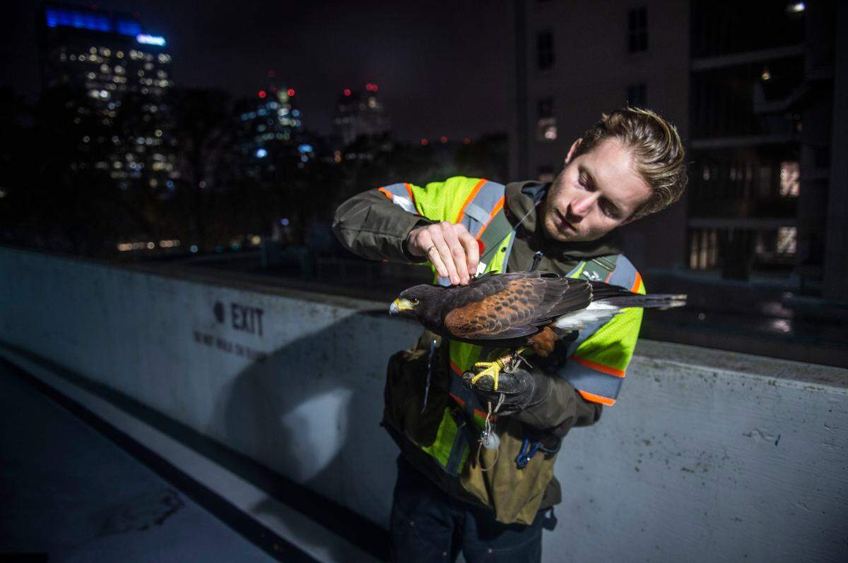 Integrated Avian Solutions falconer Adam Baz holds his Harris’s hawk, Jasper, in preparation before flight on a parking garage at the intersection of 8th and J streets in downtown Sacramento, Wednesday, Dec. 4, 2019. Jasper flies as a bird of prey to mitigate the excess of crows in the downtown Sacramento area  an excess of crow droppings pose a public heath hazard. 