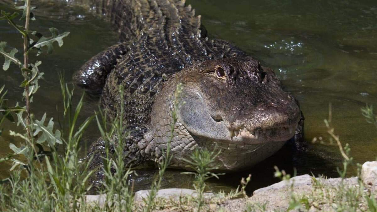 Guinness, Sacramento Zoo’s resident alligator, threw up a plush toy he swallowed on Friday to the relief of his caretakers and visitors.