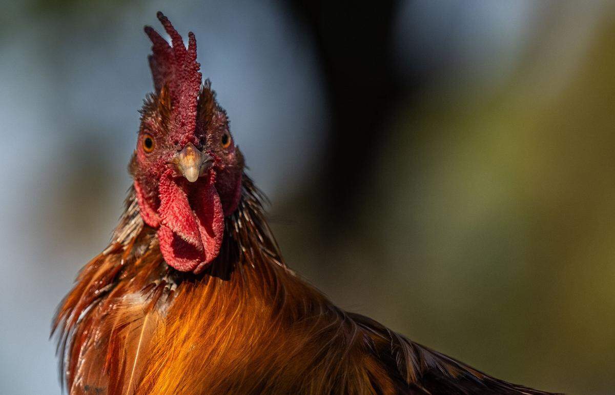 A rooster forages for food in a shopping center in Yuba City on Nov. 12.