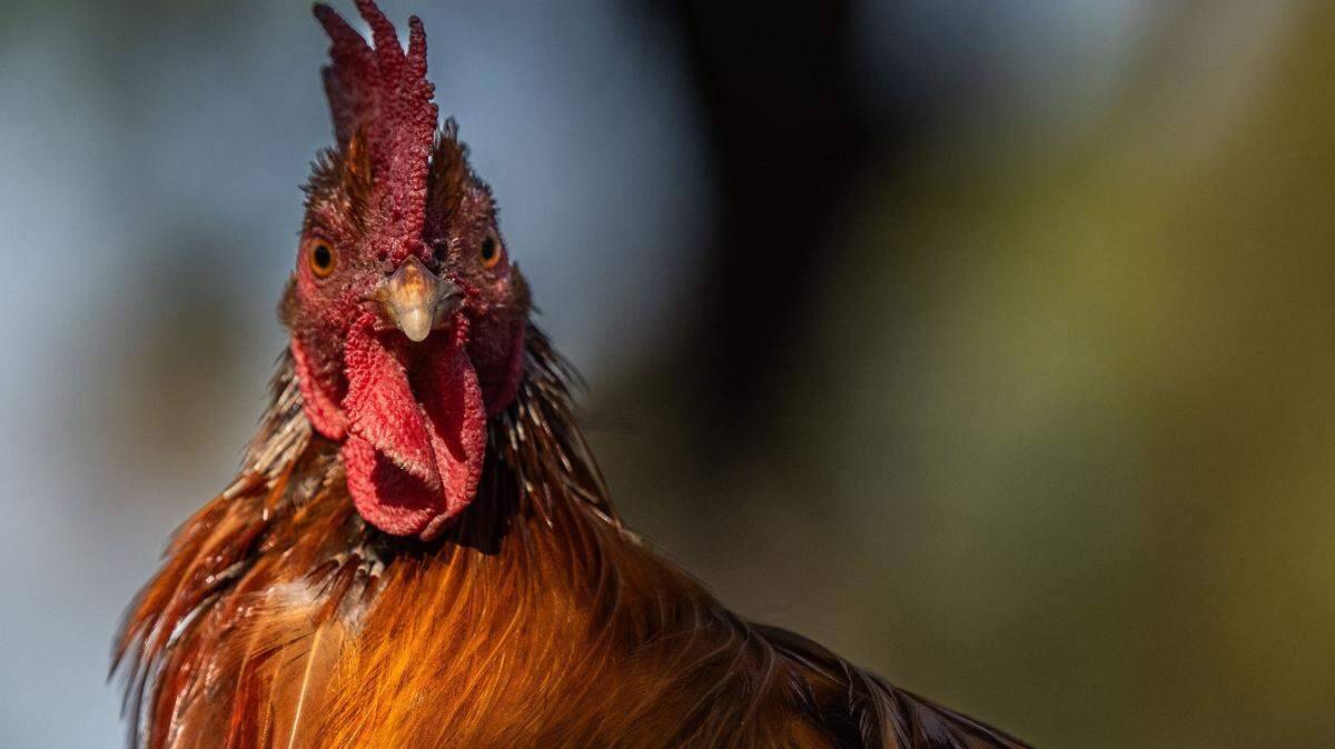 A rooster forages for food in a shopping center in Yuba City on Tuesday, Nov. 12, 2024.