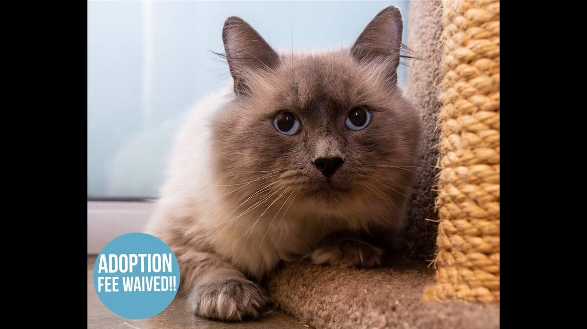 Prince is available for adoption at the Sacramento County SPCA.