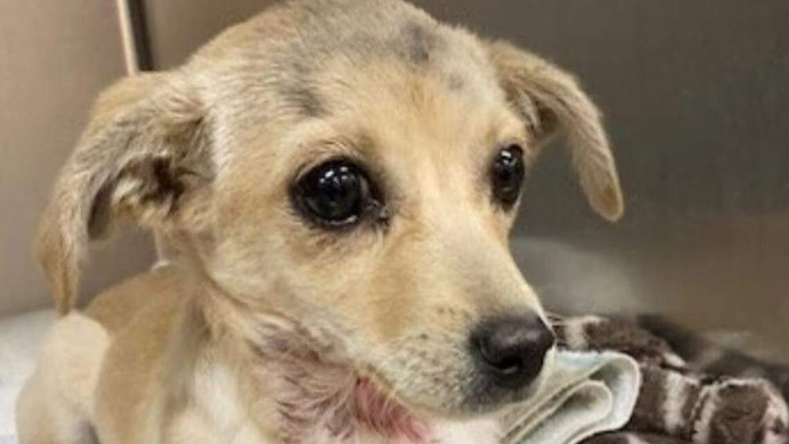 A Chihuahua puppy found with an arrow lodged in her neck is recovering after being rescued in Riverside County in California, animal services officials say.