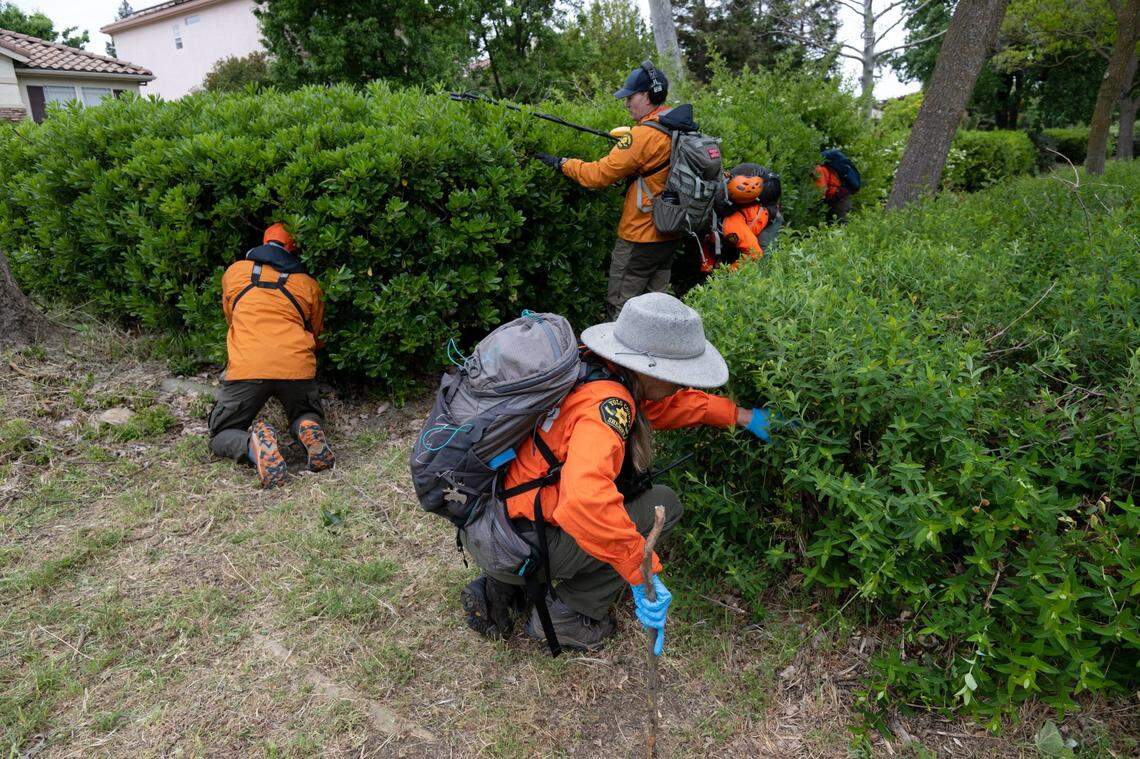 Volunteers from the Yolo County Search and Rescue Team look for evidence from the stabbing murder of Karim Abou Najm  near Sycamore Park in Davis, Monday, May 1, 2023. It was the second of three stabbings – two fatal –&nbsp;in Davis in less than a week.