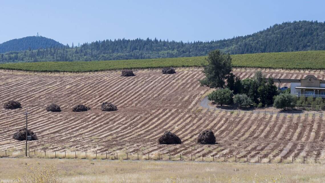 Acclaimed California vineyard joins industry trend of tearing out acres of vines