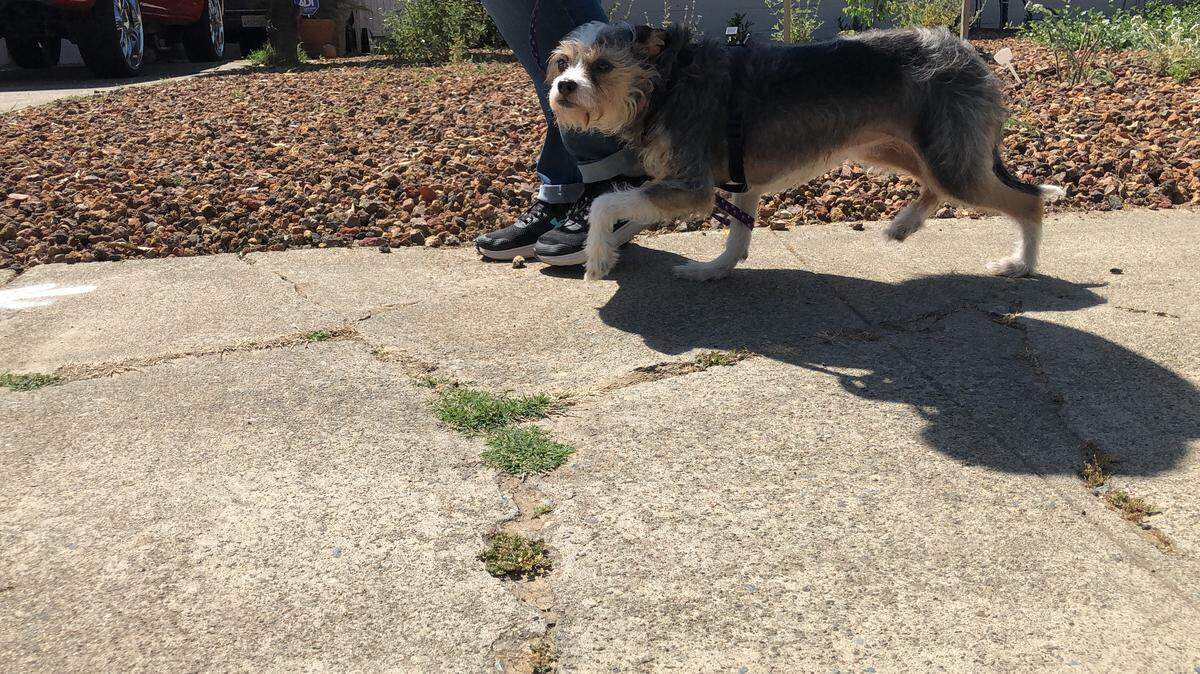 A dog walks past cracks in the sidewalk in Tahoe Park on Wednesday, May 6, 2020. The city of Sacramento, California had sent notices to 407 property owners requiring them to pay thousands of dollars to fix defective sidewalks outside their properties amid the coronavirus stay-at-home order.
