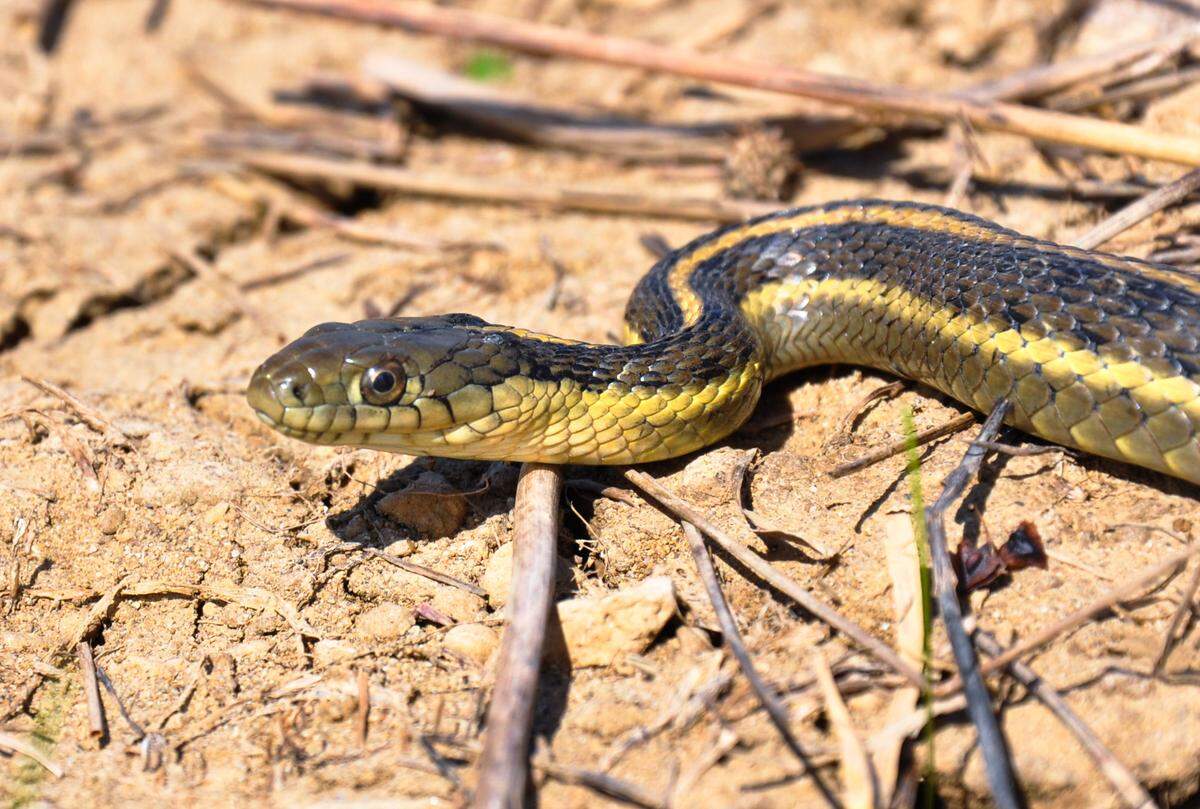 A giant garter snake explores private property in the upper Delta near Davis in 2011. The threatened species is one of the largest garter snakes at approximately 64 inches long. 