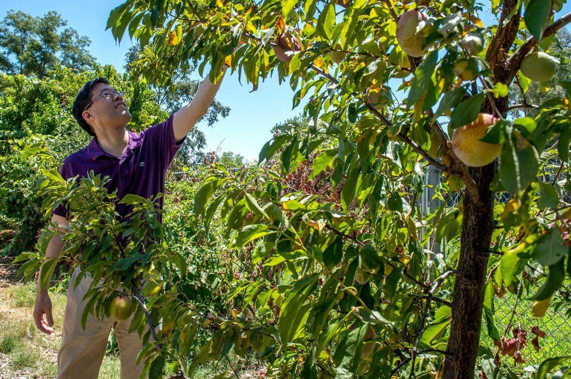 State Sen. Richard Pan looks over peaches in 2018 in a garden that supplies food for the Million Meals Summer program for school children in Sacramento.