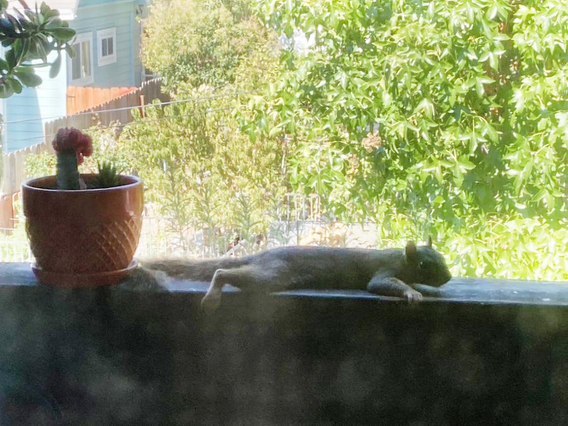A squirrel is seen “splooting” -- lying flat on its stomach -- on a balcony in Oakland, California.