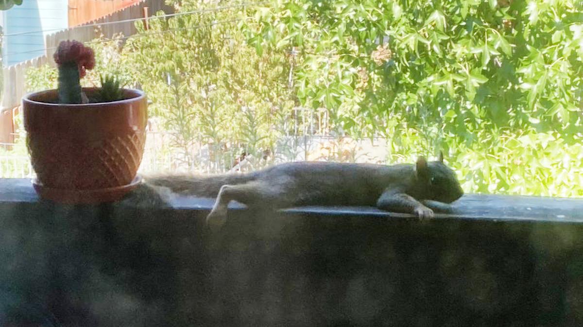 A squirrel is seen lying flat on its stomach on a balcony in Oakland, California, on Sept. 7. Squirrels have been “splooting” during California heat wave