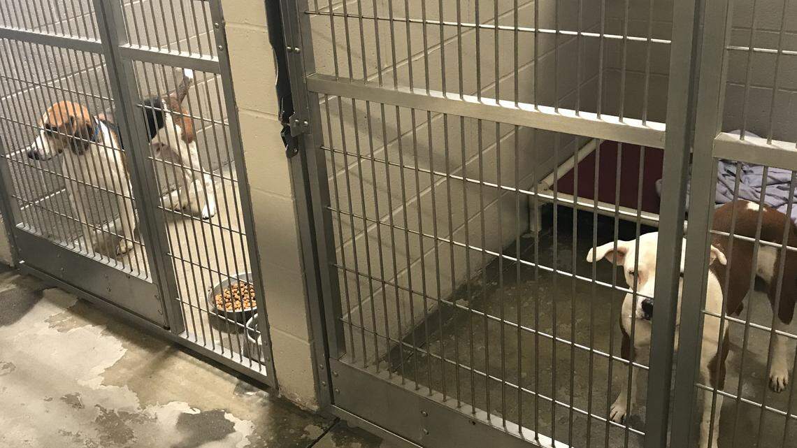 The Sacramento SPCA took in 15 dogs on Oct. 19, 2018 who were up for adoption in Florida in order to free up space for displaced animals in the wake of Hurricane Michael.