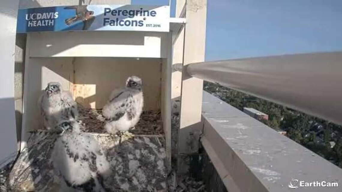 3 peregrine falcon chicks living atop UC Davis Medical Center now have names