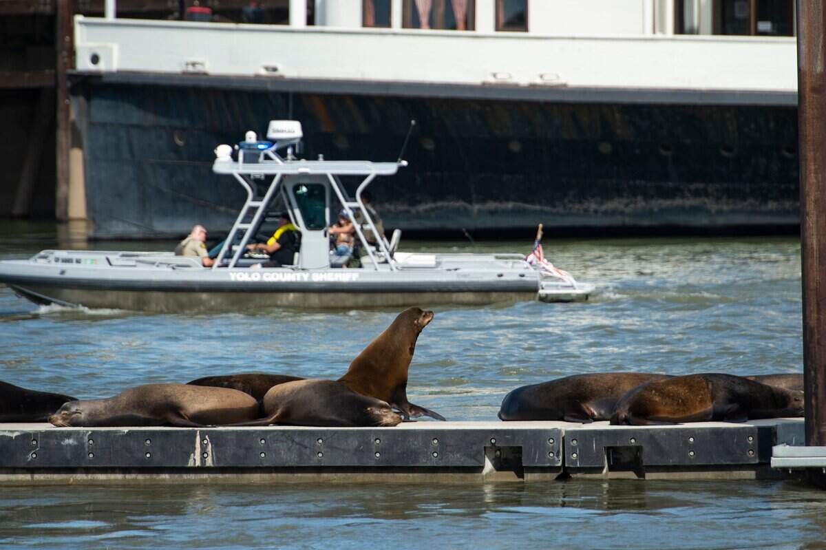 A sea lion sits up as a boat passes on the Sacramento River on May 21 in Old Sacramento.