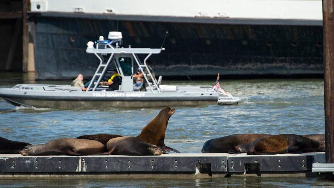 Sea lions are back in Sacramento. Here’s why and where you can see them along the river