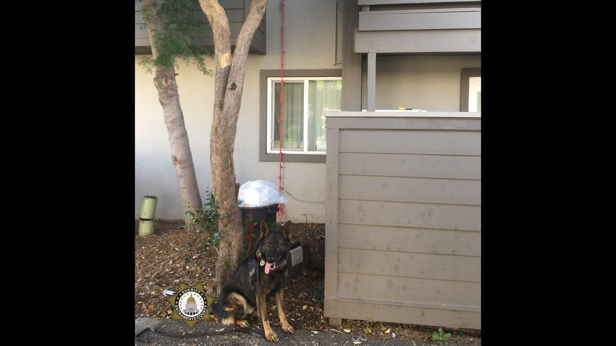Jedi, a Sacramento County Sheriff’s K-9, sits proudly after helping apprehend a vehicle burglary suspect who tried to rappel out of his second-story apartment to evade a probation search.