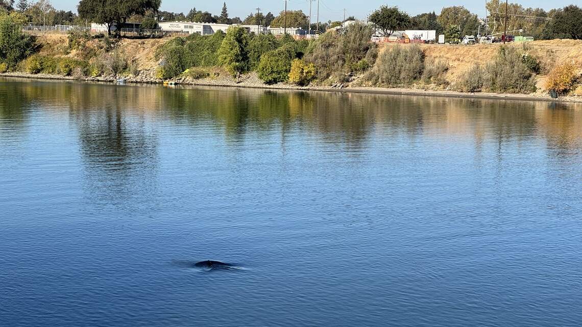 Is that a whale swimming in the Sacramento River? Look for these wild visitors