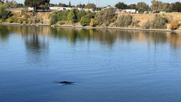 Is that a whale swimming in the Sacramento River? Look for these wild visitors