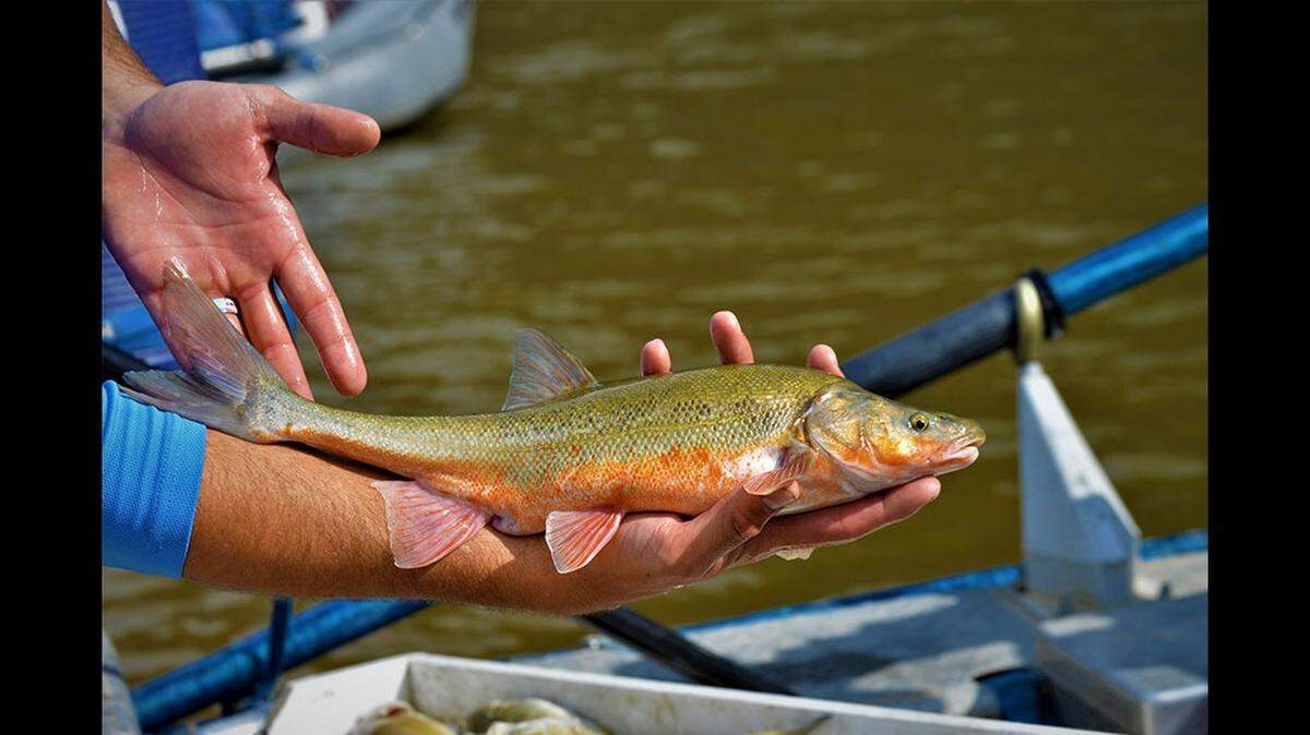 A fish that was once on the cusp of endangerment will soon be a sportfish in Utah, wildlife officials said. 
