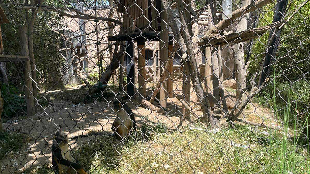 Wolf’s guenon Mimi, right, communes with her son, Vinnie, 5, at the Sacramento Zoo on Mother’s Day in 2025.