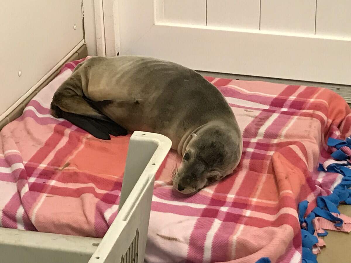 A sea lion pup is recovering after it jumped from a pedestrian bridge on the California coast, police said.