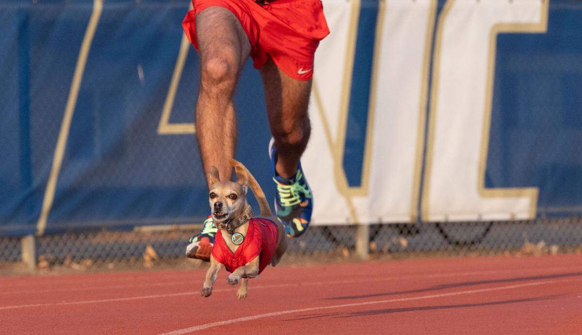 Andrew Owens does a sprint with his running companion Jellybean earlier this month on the track at UC Davis where they train every week. Jellybean loves to run as has completed marathons.