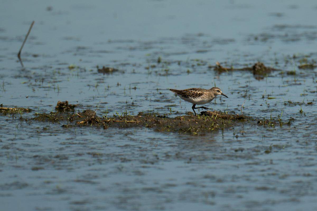 Surrounded by water from a field intentionally flooded by a farmer to provide a habitat for migrating shorebirds, a least sandpiper forages for food off Highway 45 in Yolo County on Aug. 22.