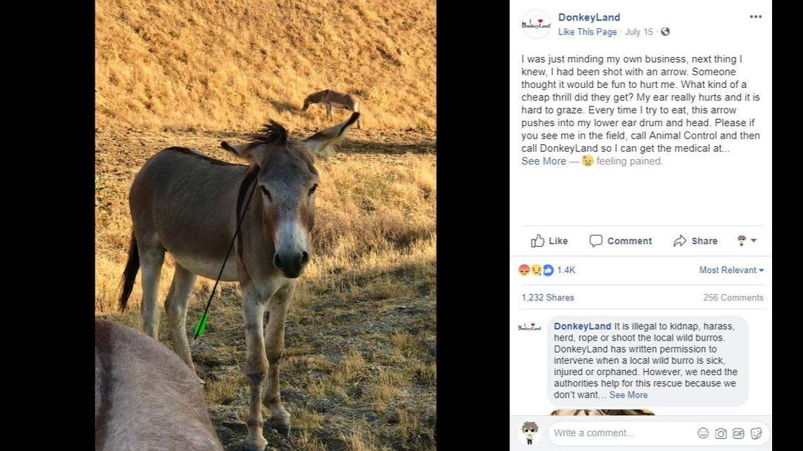 A photo posted to Facebook by the DonkeyLand rescue group shows a wild burro with an arrow protruding from one ear in the Reche Canyon area of Riverside County in Southern California. Rescuers are trying to find the burro to treat the wound.