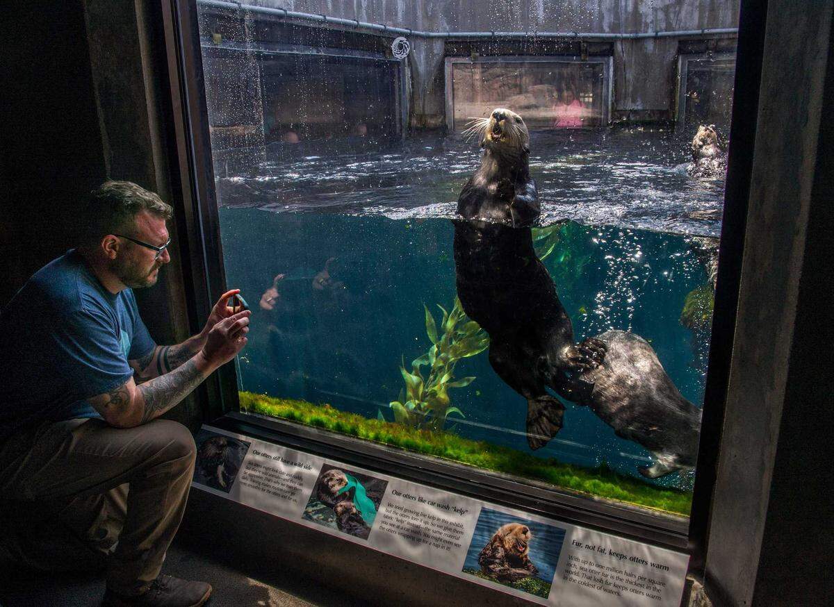 David Linden, of Boulder City, Nev., takes a photo of a sea otter at the Monterey Bay Aquarium in May. The aquarium’s otter program is responsible for re-establishing much of Northern California’s critically endangered Southern Sea Otter population.