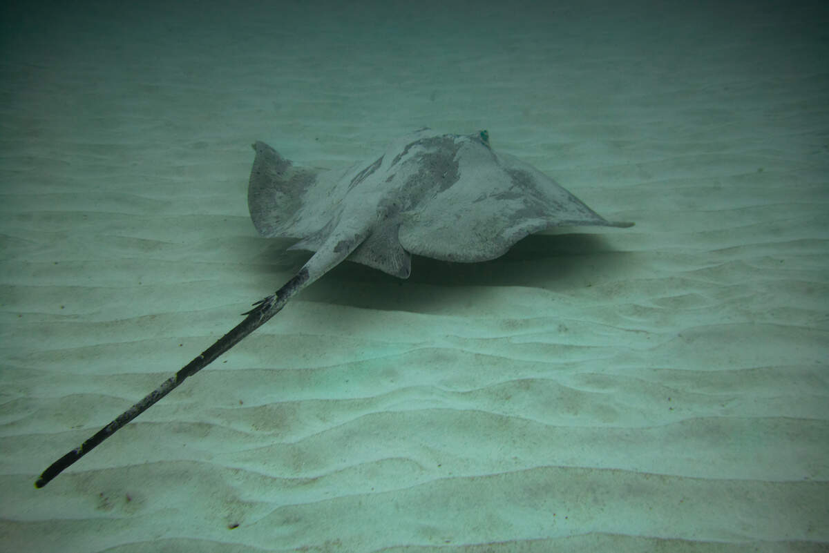 A round stingray swims in the ocean waters off Fuerteventura in the Canary Islands.