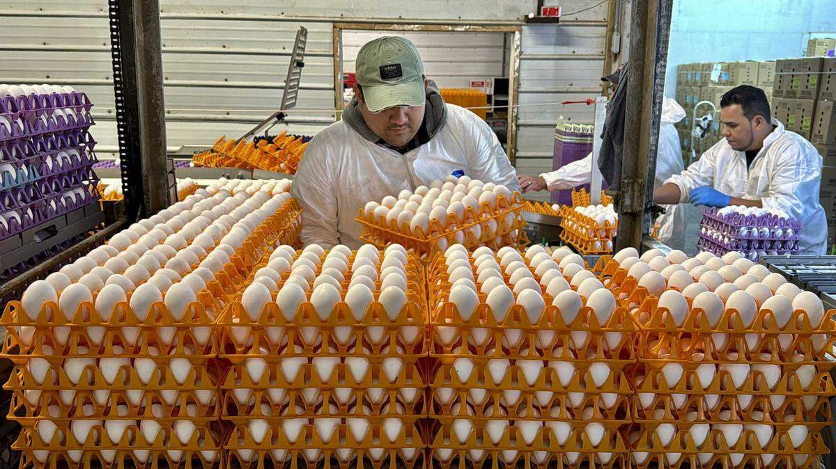 Rising egg prices are not caused by state cage-free laws, but by other factors, such as avian flu, says WA Humane Society director.