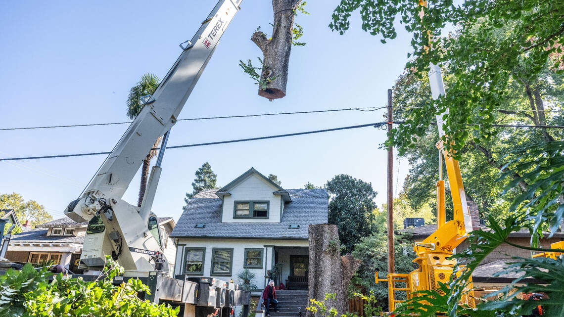 The city cut down her beloved elm tree. But might her effort save other Sacramento trees?