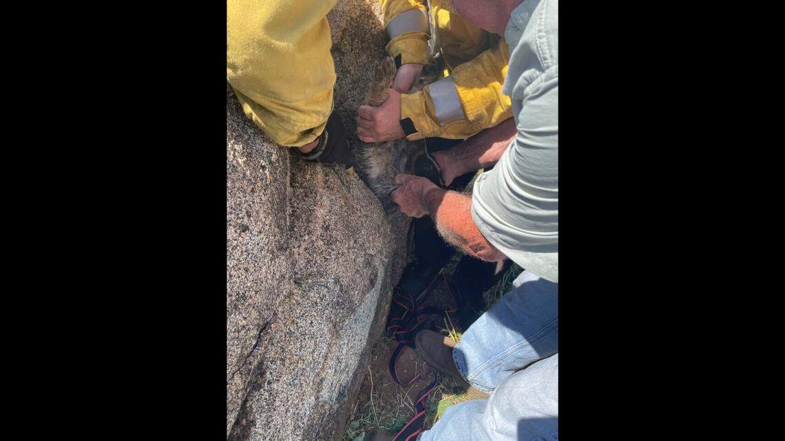 Firefighters “used a long strap and flat wooden board to support the puppy’s body” as they tried to free him, the county said.