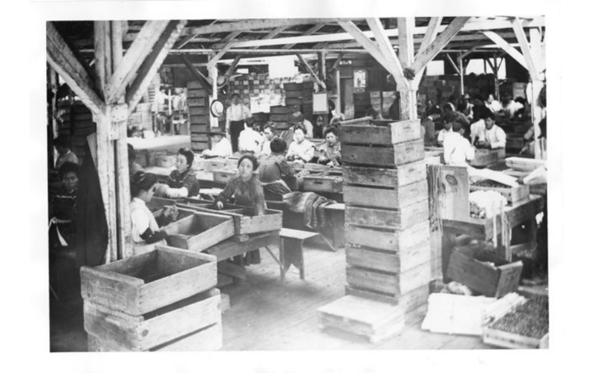 Men and women packing fruit at fruit sheds near Fair Oaks or Orangevale in 1910.