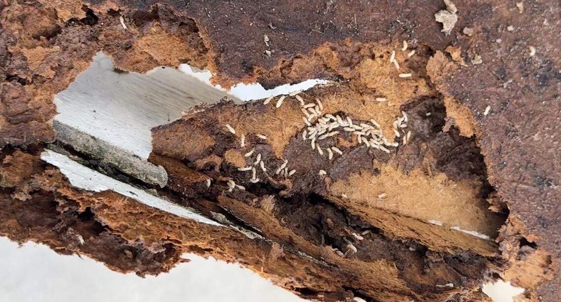 Subterranean termites can cause the most damage of any termite species.