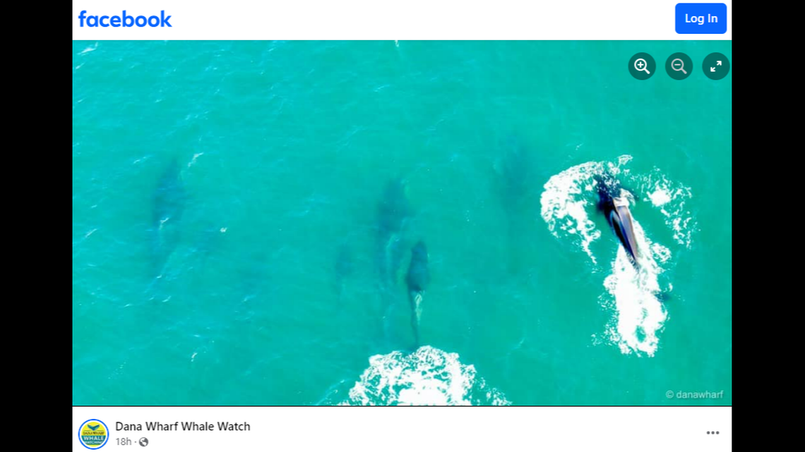 A boat of tourists in California spotted orcas hunting down dolphins, according to a Facebook post.